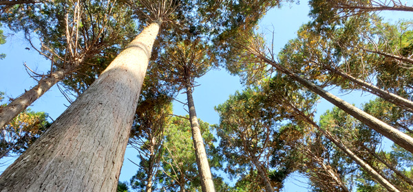 ケンカ棒の種類